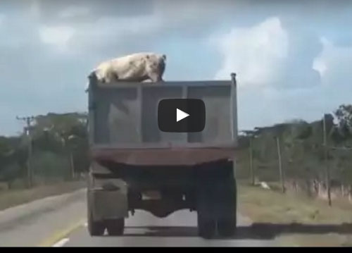 بالفيديو.. خنزير يهرب من الموت بالقفز من شاحنة على الطريق السريع