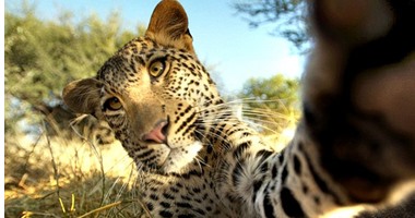 على طريقة "السيلفي".. نوع نادر من النمور يلتقط صورة لنفسه