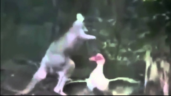 شاهد معركة غير متكافئة بين صغير كنغر وبطة