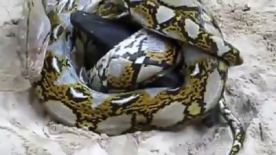 شاهد.. معركة ملحمية نادرة بين خفاش وحيّة