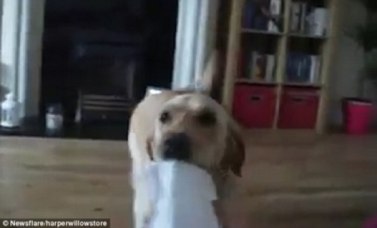 شاهد.. كلب يساعد صاحبته بعد عطسها