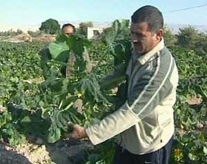 مليون دينار قروض مزارعي المفرق 