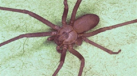 لن تصدقوا ما فعلته لدغة عقرب بهذا الرجل!