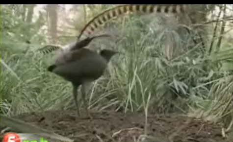 طائر له اجنحه غريبه و صوت غريب 