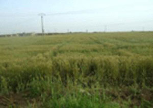 مزارعو الكرك يشكون من انتشار دودة الزرع 