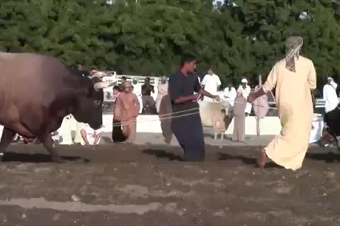 معركة بسبب ثور