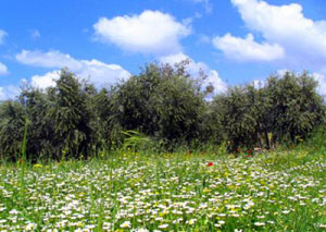 طقس ربيعي في اليومين المقبلين وانخفاض الحرارة الخميس 