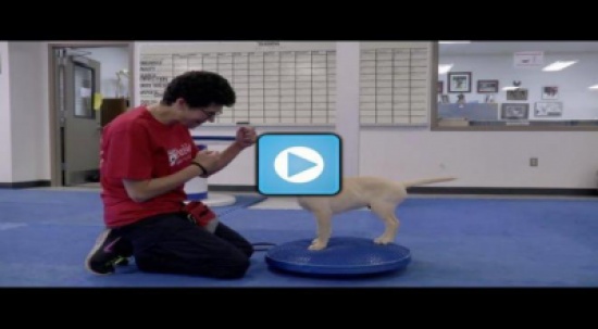 كلب يستطيع شم رائحة الورم السرطاني في مراحله المبكرة " فيديو " كلب يستطيع شم رائحة الورم السرطاني في مراحله المبكرة " فيديو "