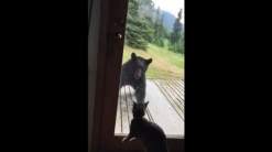 دب يرتعب خوفاً من قطة - فيديو