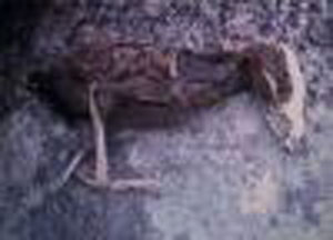 العثور على طائر برأس ديناصور غرب إيران