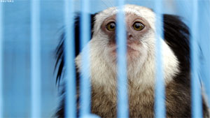 اعتقال إماراتي كان يحاول تهريب "حديقة حيوانات صغيرة" من بانكوك