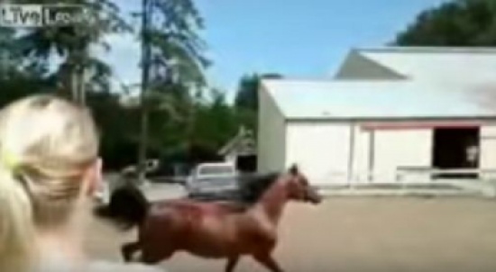 فيديو: حصان ينفذ خطة غريبة للهروب من مالكته