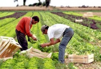 زراعة إربد: المنخفض المطري الحالي له أثر إيجابي على الزراعة