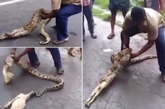 شاهد.. استخراج معزاتين من بطن ثعبان