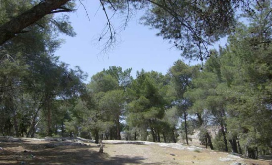 زراعة المزار الجنوبي توزع الاشجار الحرجية مجانا زراعة المزار الجنوبي توزع الاشجار الحرجية مجانا