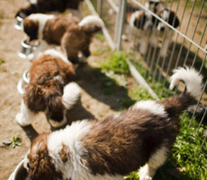 انقاذ مئات الكلاب قبل أن تتحول إلى وجبات صينية 