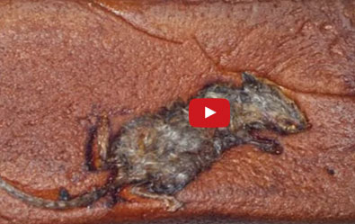 بالفيديو  : أغرب ما وجد الناس في طعامهم..!!