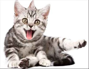 آذان القطط.. جهاز ياباني جديد للكشف عن الحالة المزاجية للإنسان