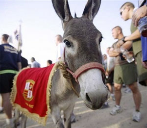 رحلة حمار.. من الفلوجة إلى أميركا 