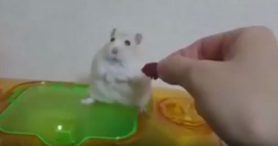 شاهد: هامستر يمتنع عن تناول الطعام بعد ذُل صديقه له