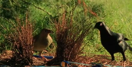 طيور الساتان