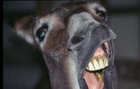 اكتشف أن القصاب باعه " لحم حمير " فانطلق إلى مخفر البقعة يحمل صحن " الكفتة " 