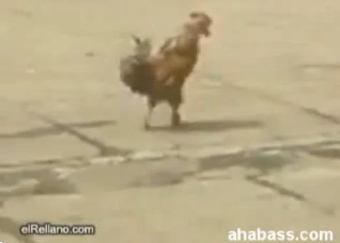 ديك محشش 