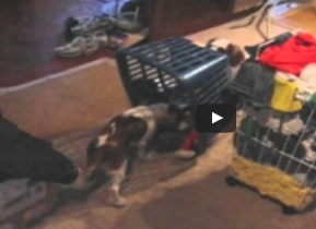 شاهد..  كلب شرير ينصب فخا لصديقه