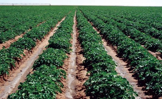جلسة حوارية لتطوير قطاع الزراعة في الكرك جلسة حوارية لتطوير قطاع الزراعة في الكرك