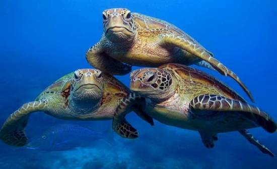 غنيمات :  نكات السلاحف افقدت قرار التخفيض أهميته