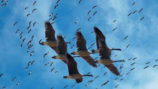 5 ملايين طائر مهاجر يعبر العقبة سنويا