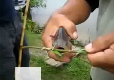 اخطر انواع الاسماك على الاطلاق 