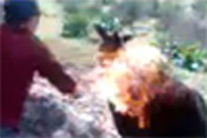 جزائريون يحرقون حمارًا على ألحان أغنية "راي"