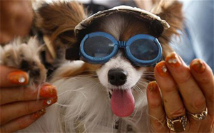 كلب يفوز في مهرجان "كان"