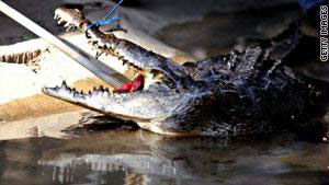 عجوز أمريكي ينقذ كلبه من بين فكي تمساح