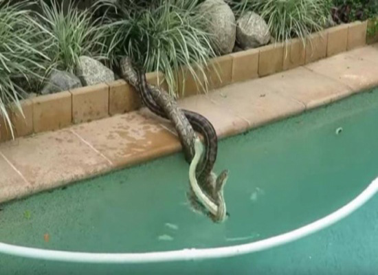 فيديو: 'مصارعة ثعبانية'... والحلبة مسبح