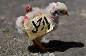 احداثالاربعاء  في اليمن 