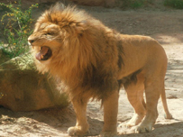 اسد يهاجم دورية من الشرطة كانت تحاول اعتقال مصري في منزل 