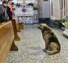 الكلب الذي أصبح على كل لسان بوفائه لصاحبته الميتة