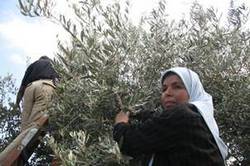 العربية لحماية الطبيعة تنظم حفلها السنوي وتستمر في حملة “المليون شجرة الثالث ”