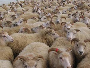 اعتقال اثيوبي في مطار امريكي يحمل لحم خراف في حقيبة سفره 