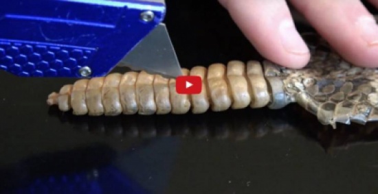 بالفيديو.. لن تتخيل ماذا وجدوا داخل ذيل افعى مجلجلة بعد ان قامو بفتحه !