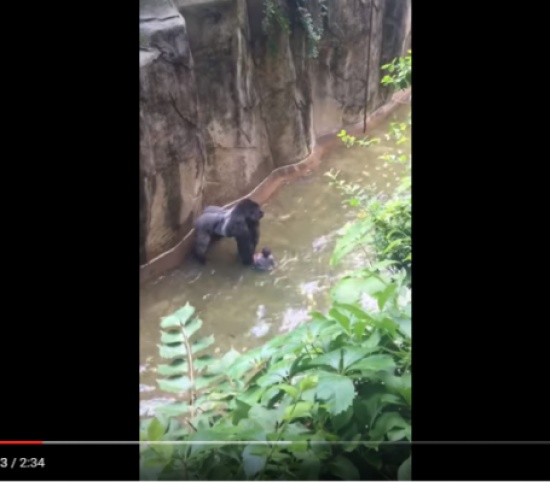 فيديو مرعب لغوريلا لحظة سحبها لطفل!