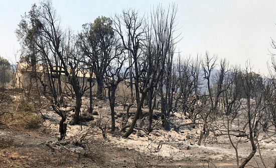 حكم ميداني في الجزائر.. مواطنون يحرقون شابا زعموا أنه المتسبب في الحرائق وآخرون ينفون ضلوعه