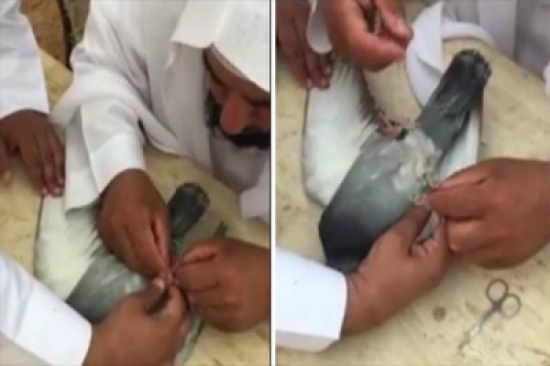 فيديو:يعثر على حمامة منهكة على أرجلها خيط.. وهذا ما زعم به أحد الأشخاص