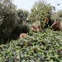 موسم قطف الزيتون في الأردن
