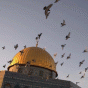 141169.gif