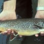 سمك"Salvelinus"