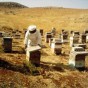 مربي نحل - ارشيفية