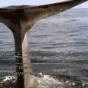 163771.gif